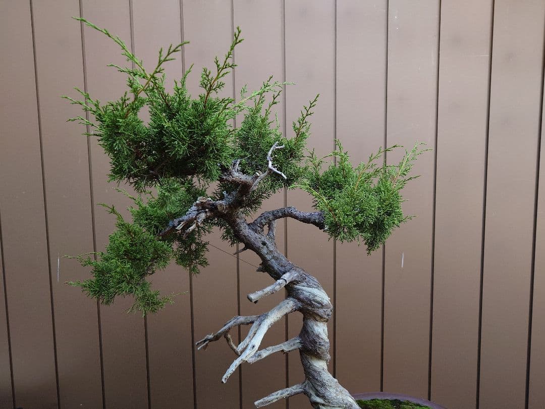 盆栽　糸魚川真柏　樹高70cm