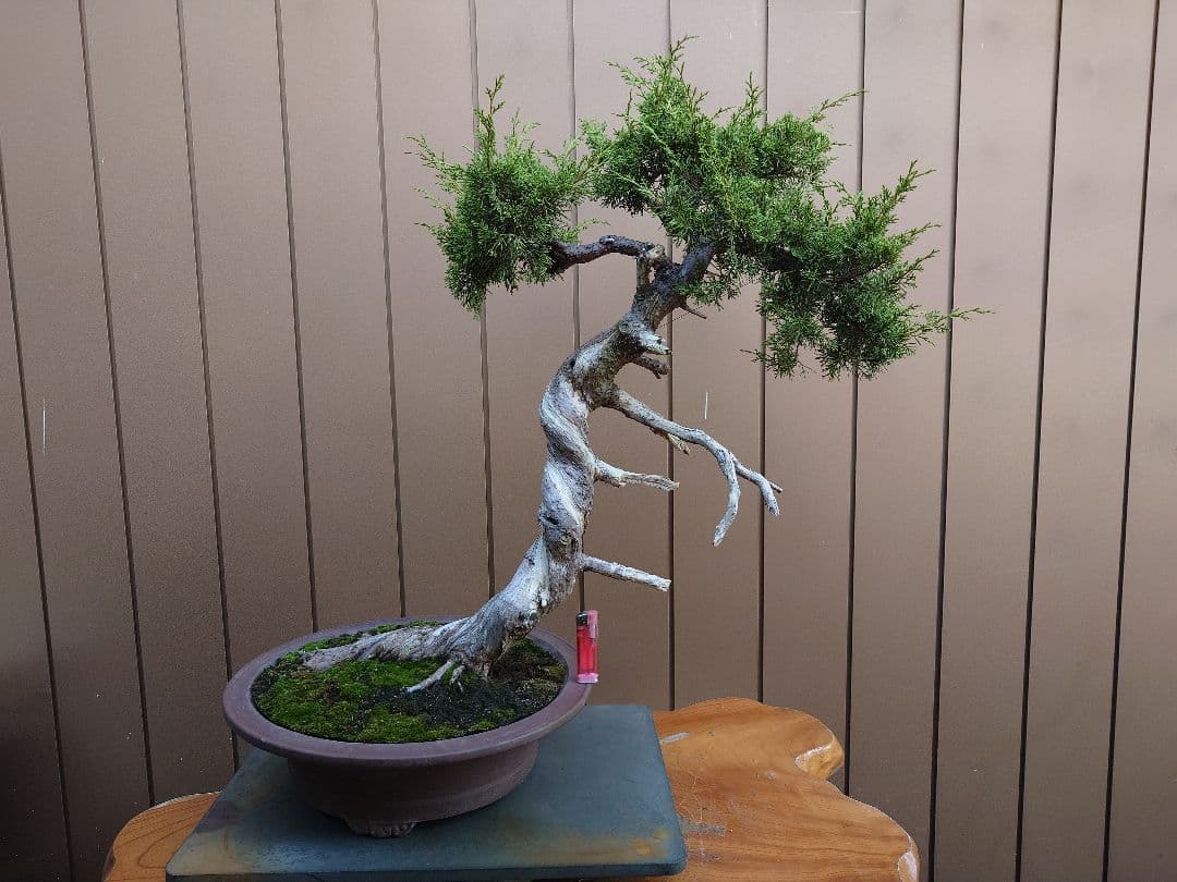 盆栽　糸魚川真柏　樹高70cm