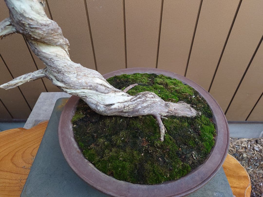 盆栽　糸魚川真柏　樹高70cm