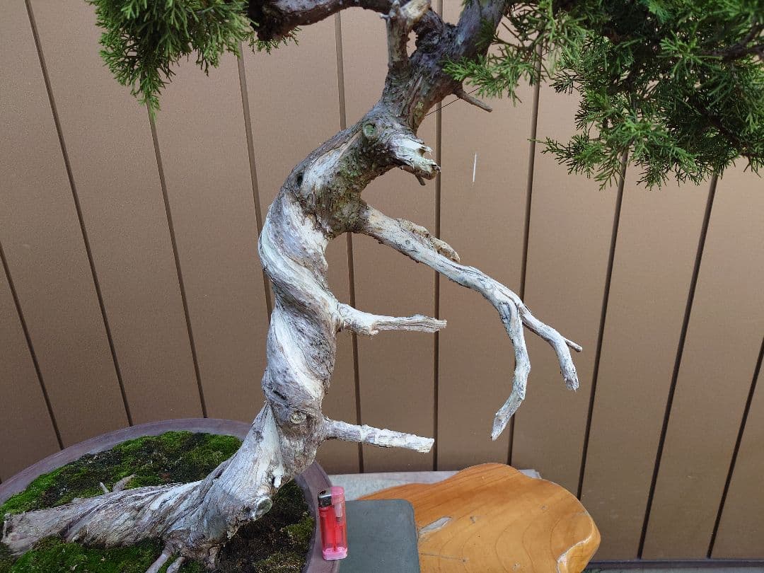 盆栽　糸魚川真柏　樹高70cm