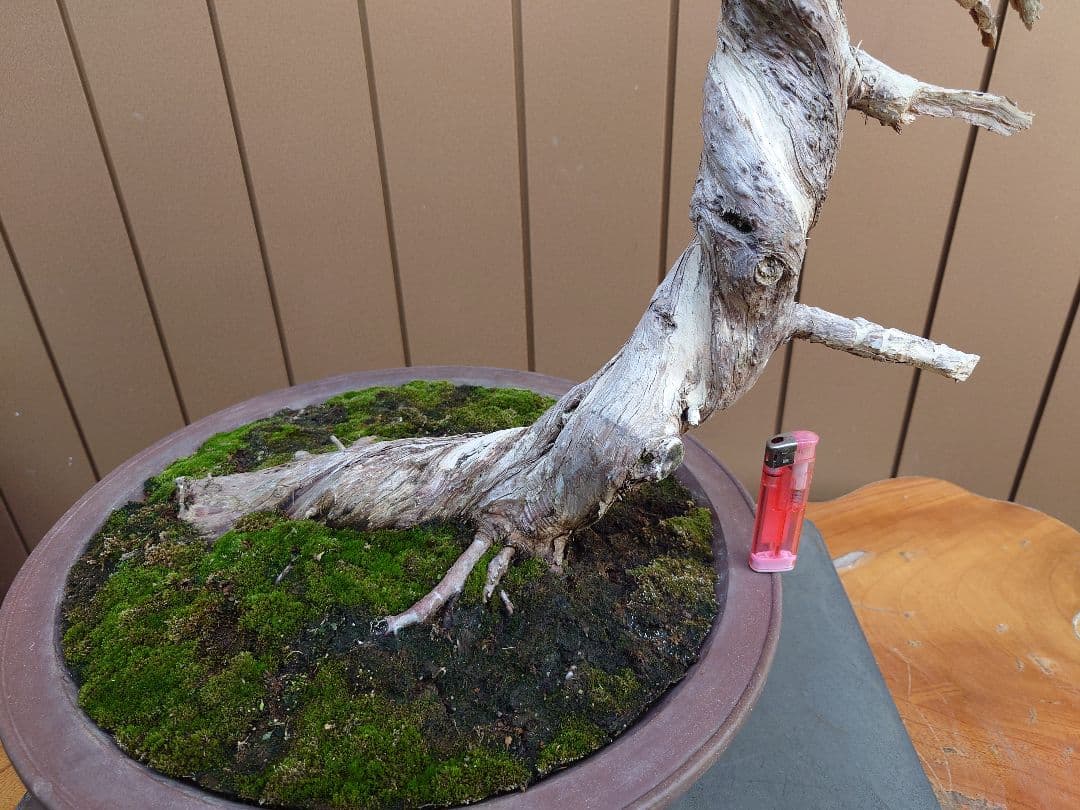 盆栽　糸魚川真柏　樹高70cm