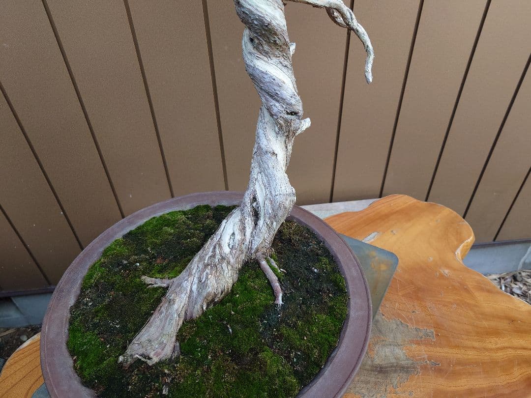 盆栽　糸魚川真柏　樹高70cm