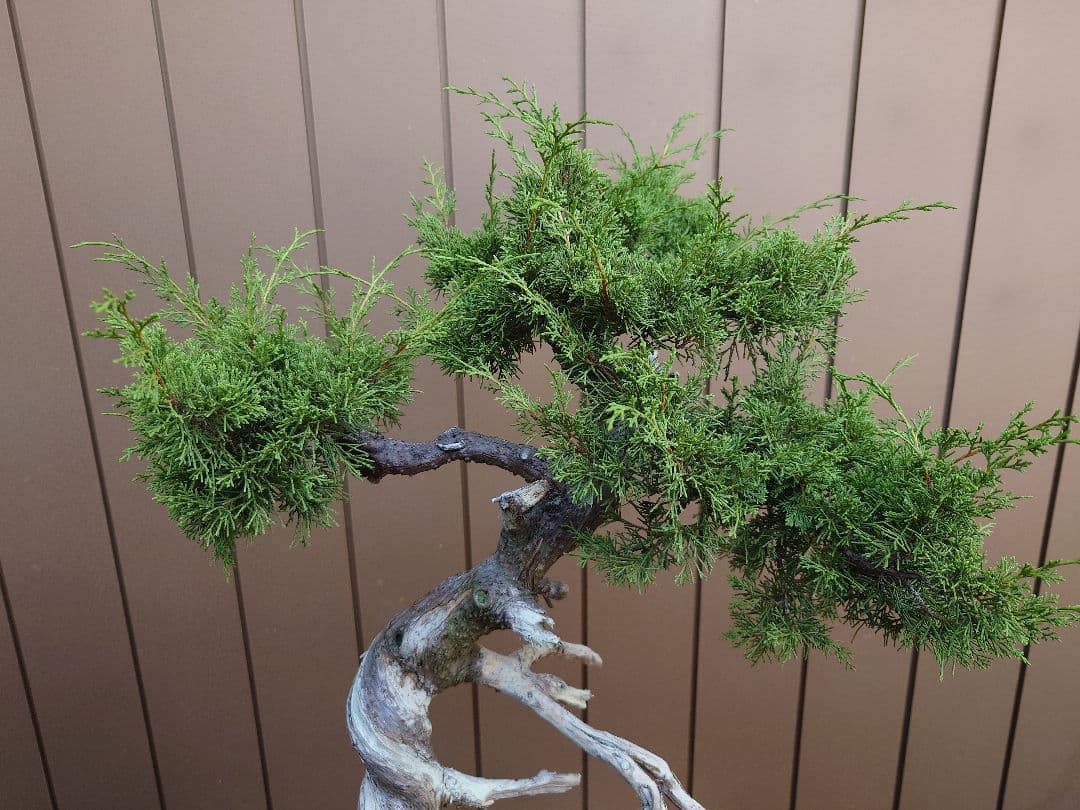 盆栽　糸魚川真柏　樹高70cm