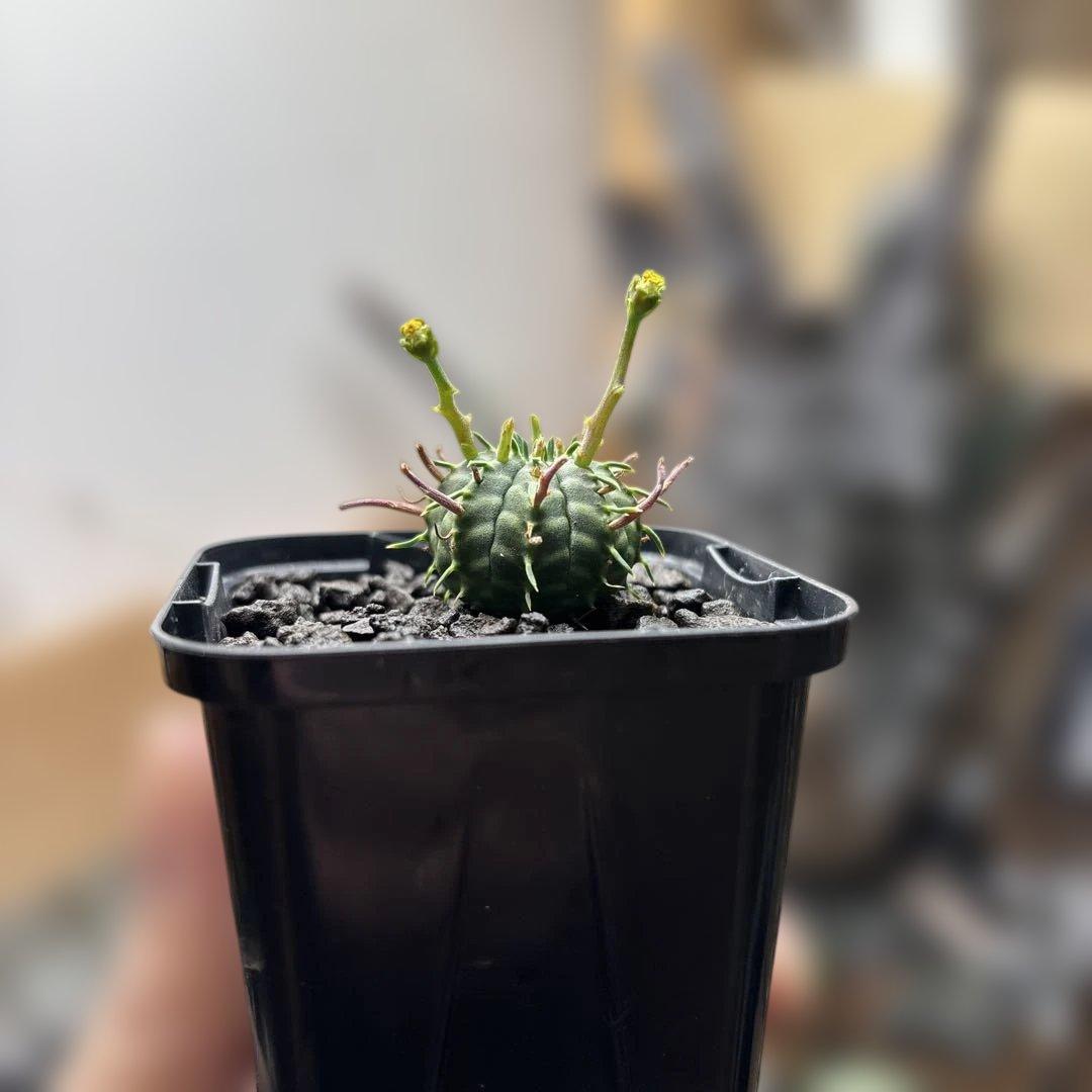 ユーフォルビア バリダ - メルカリ