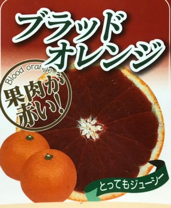 アガベ ☆サロモニー実生株 (旧マグニフィカ) ◎ツートンカラーに育つ