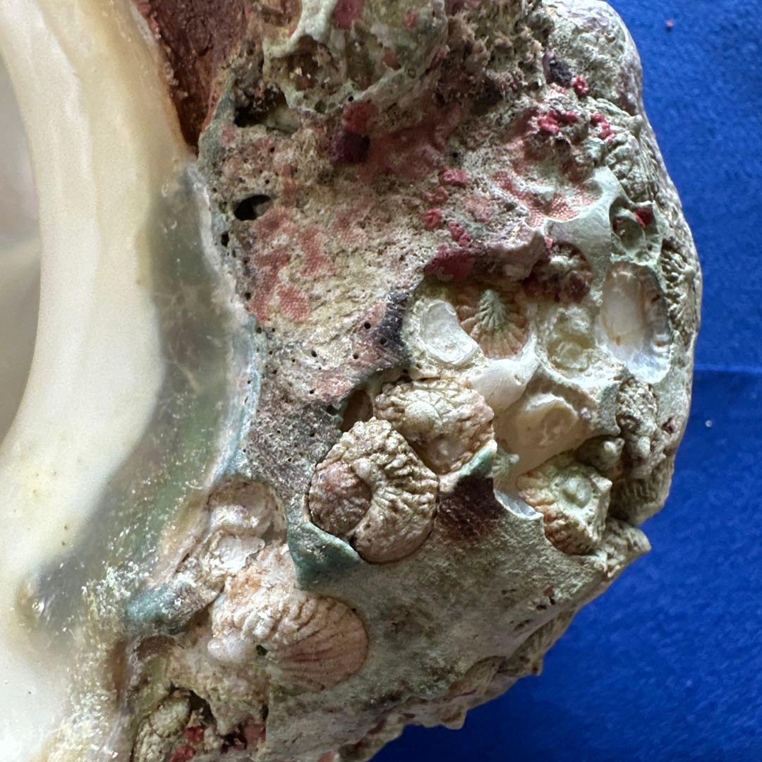 訳あり夜光貝　ヤコウ貝　まとめ売り　16個　　　16kg アクセサリー　ルアー