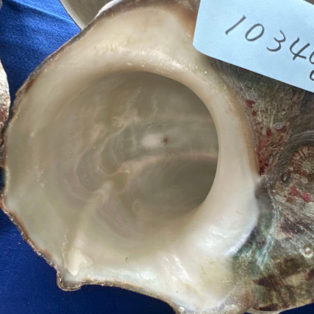 訳あり夜光貝　ヤコウ貝　まとめ売り　16個　　　16kg アクセサリー　ルアー