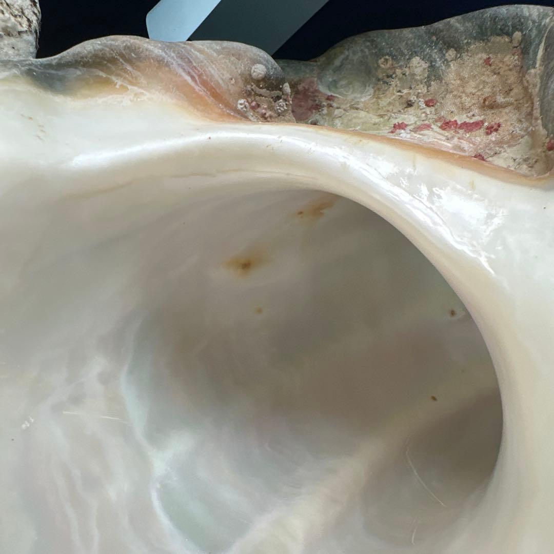 訳あり夜光貝　ヤコウ貝　まとめ売り　16個　　　16kg アクセサリー　ルアー