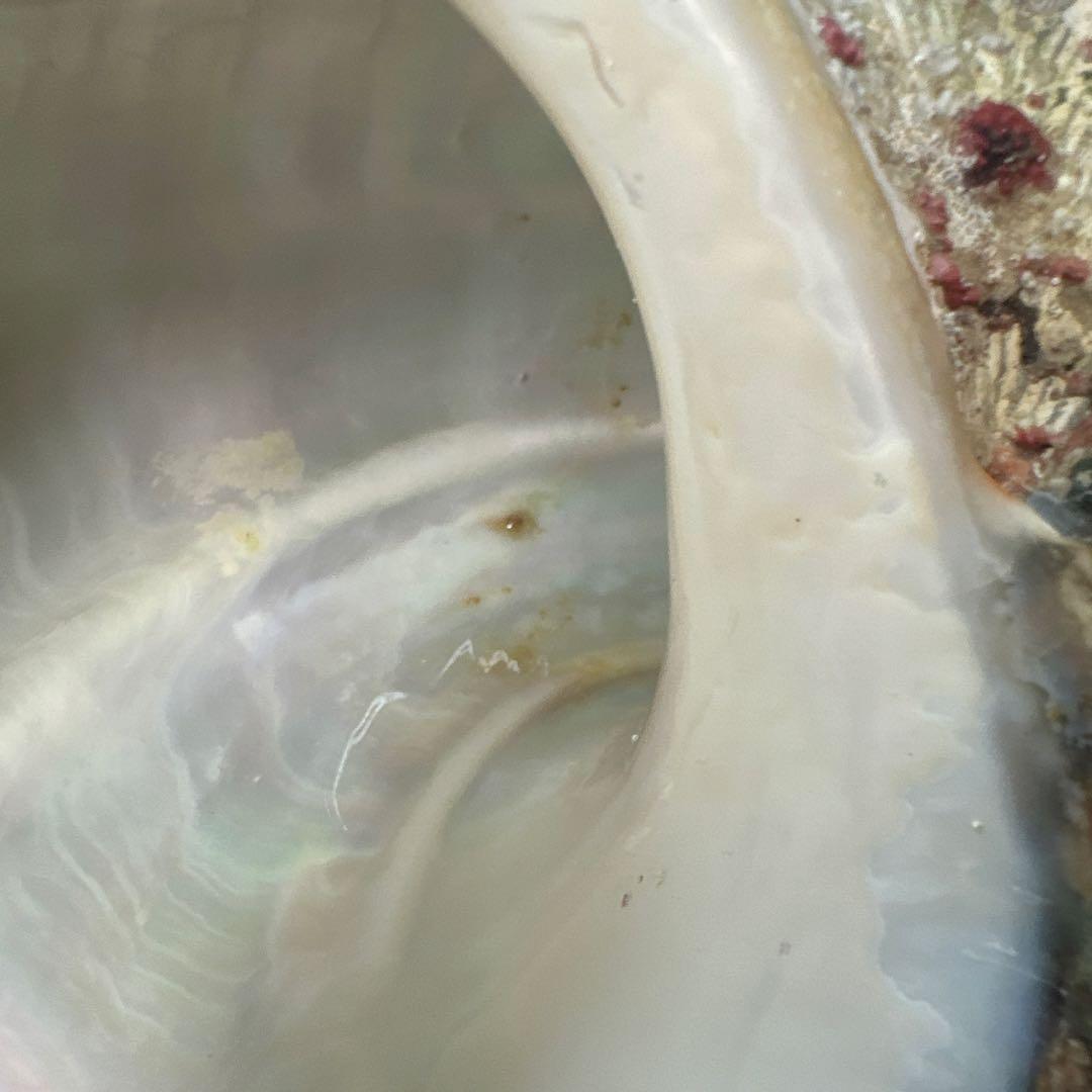 訳あり夜光貝　ヤコウ貝　まとめ売り　16個　　　16kg アクセサリー　ルアー