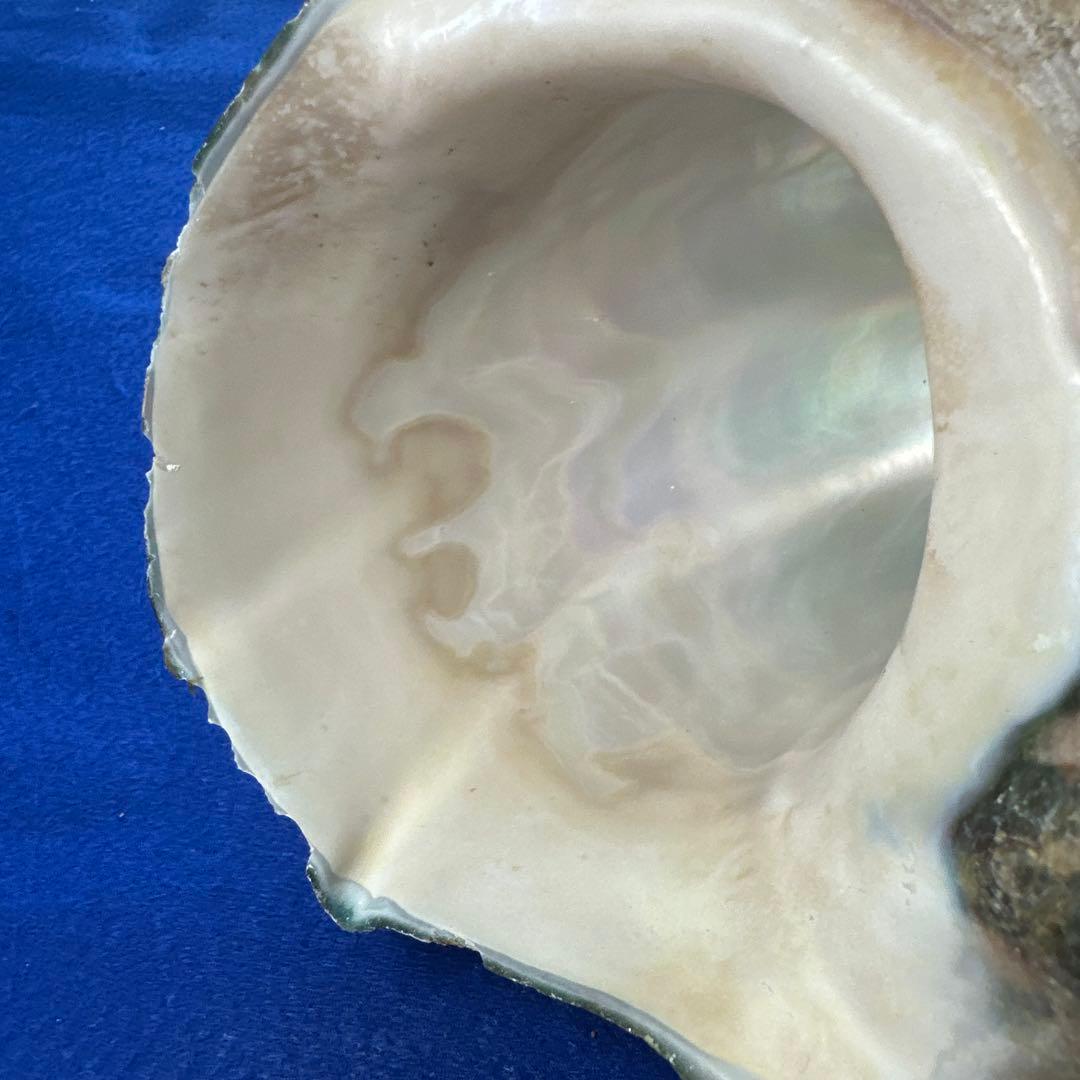 訳あり夜光貝　ヤコウ貝　まとめ売り　16個　　　16kg アクセサリー　ルアー