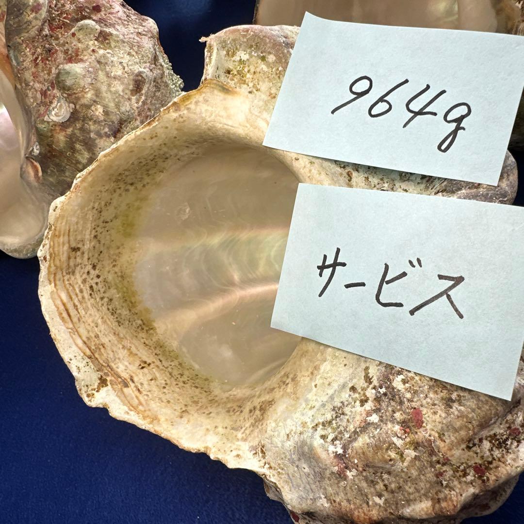 訳あり夜光貝　ヤコウ貝　まとめ売り　16個　　　16kg アクセサリー　ルアー