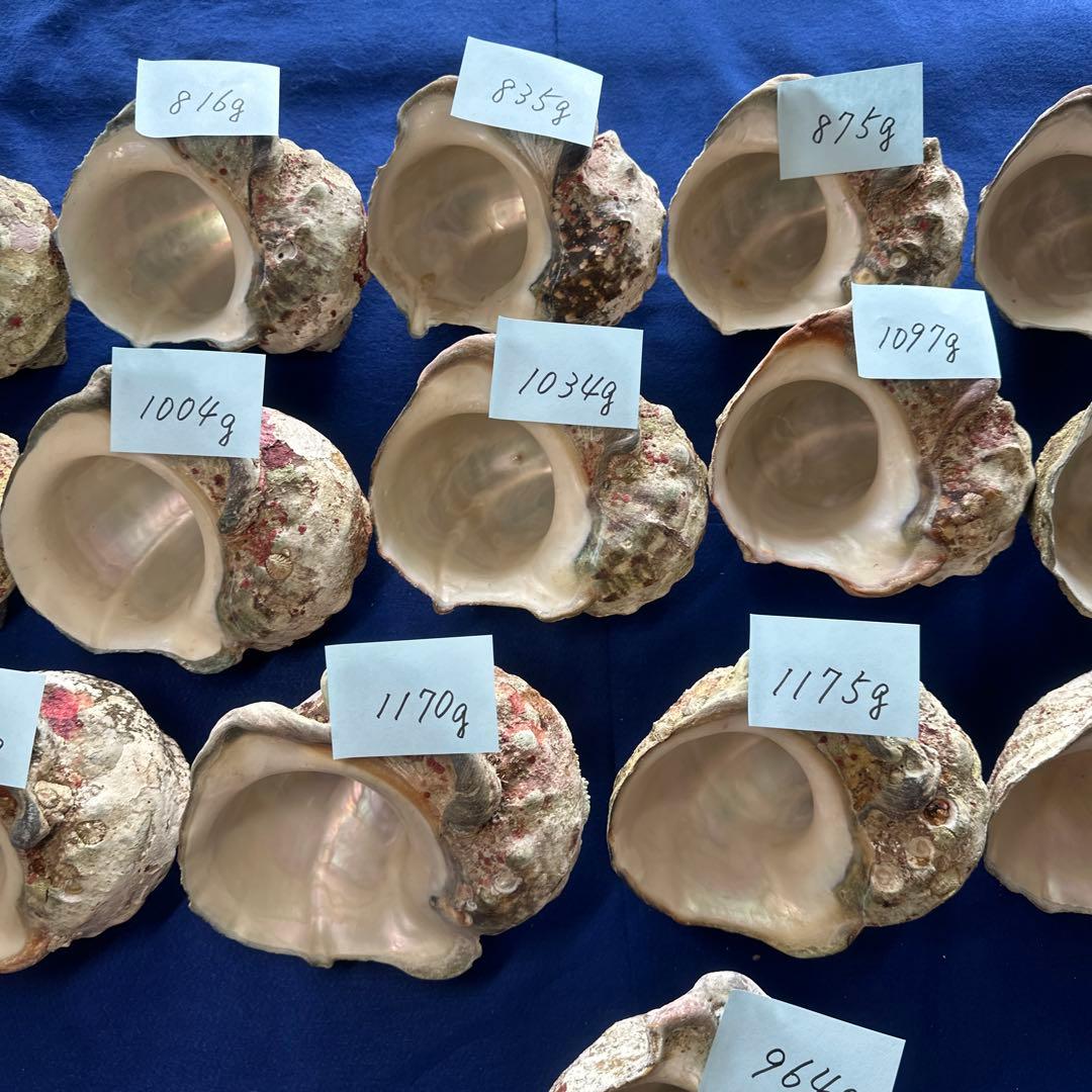 訳あり夜光貝　ヤコウ貝　まとめ売り　16個　　　16kg アクセサリー　ルアー