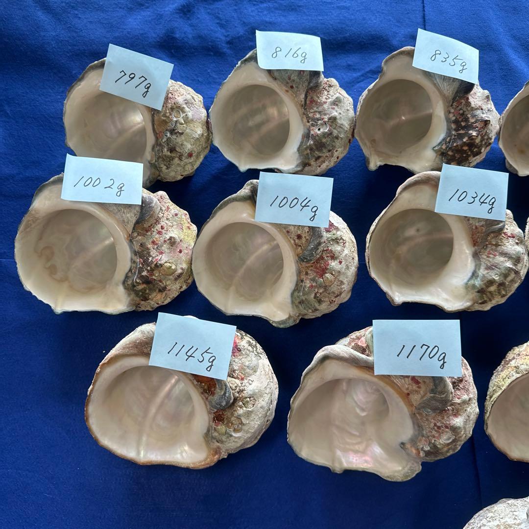 訳あり夜光貝　ヤコウ貝　まとめ売り　16個　　　16kg アクセサリー　ルアー