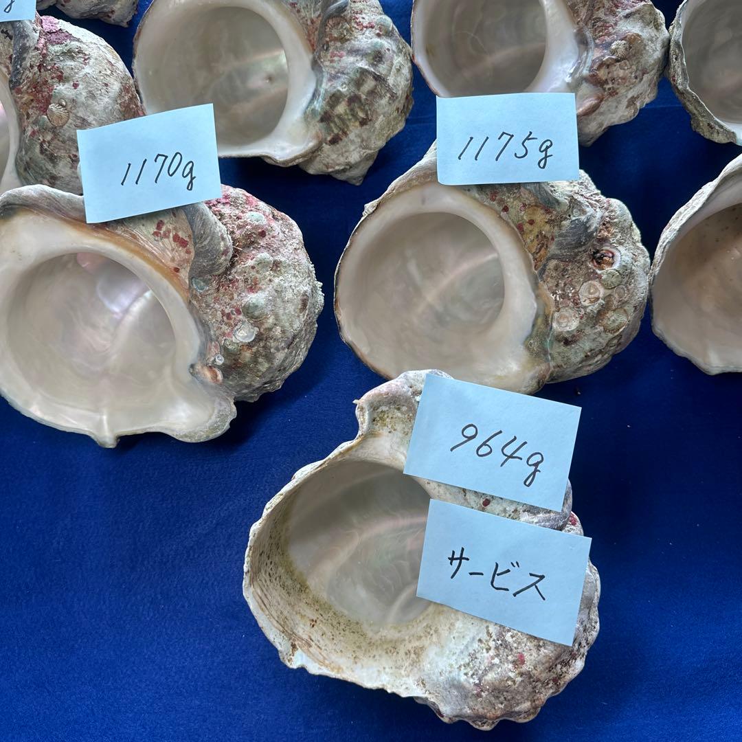 訳あり夜光貝　ヤコウ貝　まとめ売り　16個　　　16kg アクセサリー　ルアー