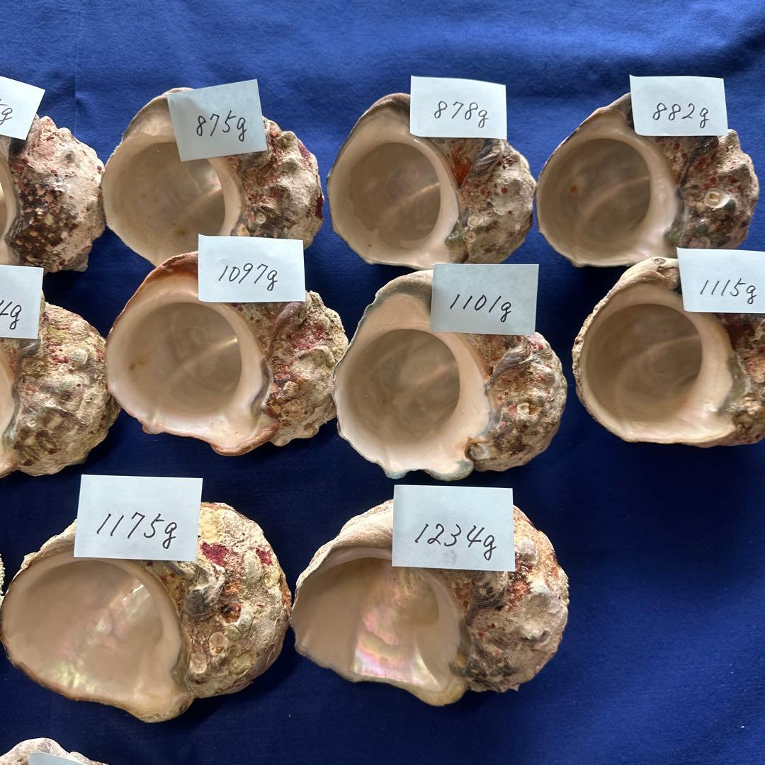 訳あり夜光貝　ヤコウ貝　まとめ売り　16個　　　16kg アクセサリー　ルアー