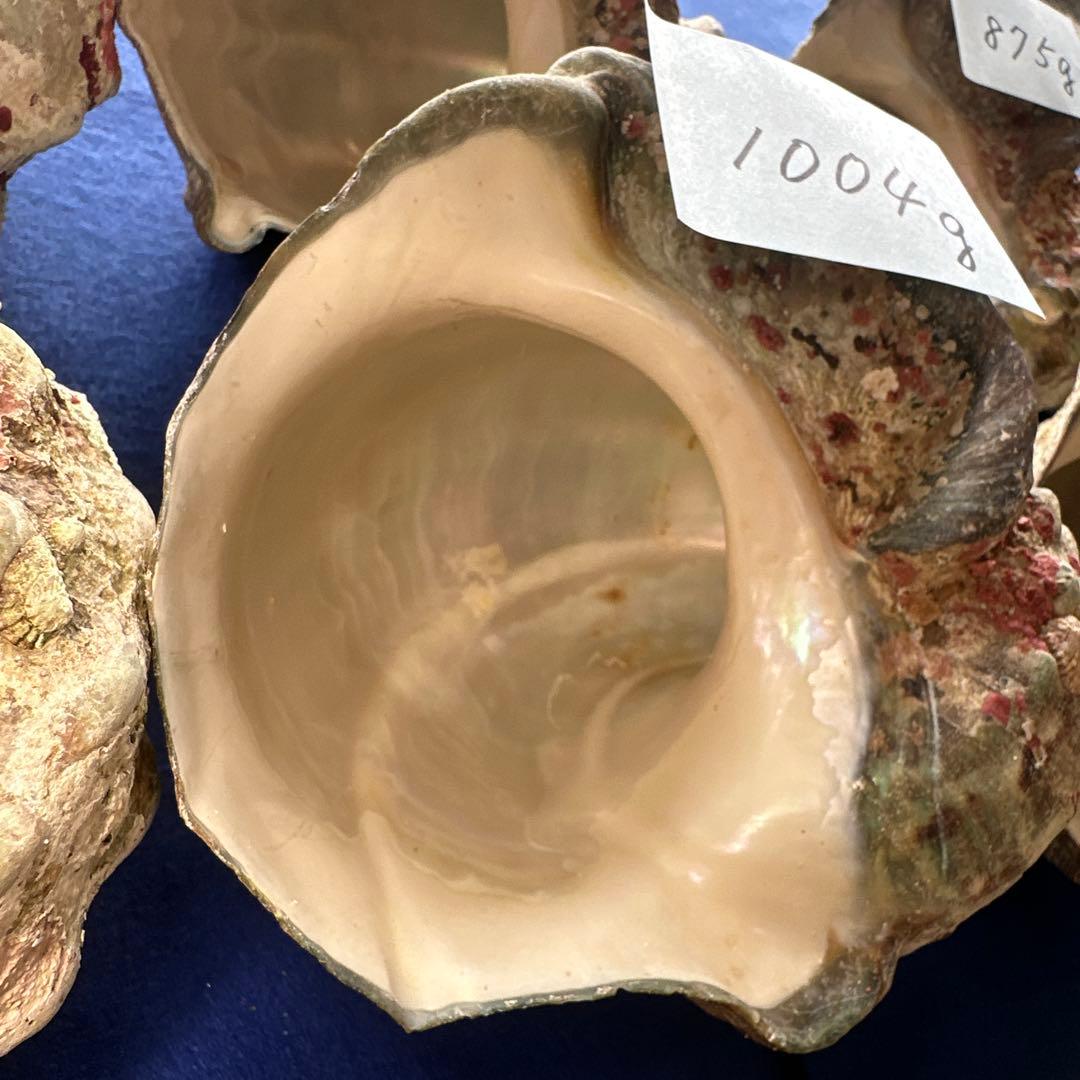 訳あり夜光貝　ヤコウ貝　まとめ売り　16個　　　16kg アクセサリー　ルアー