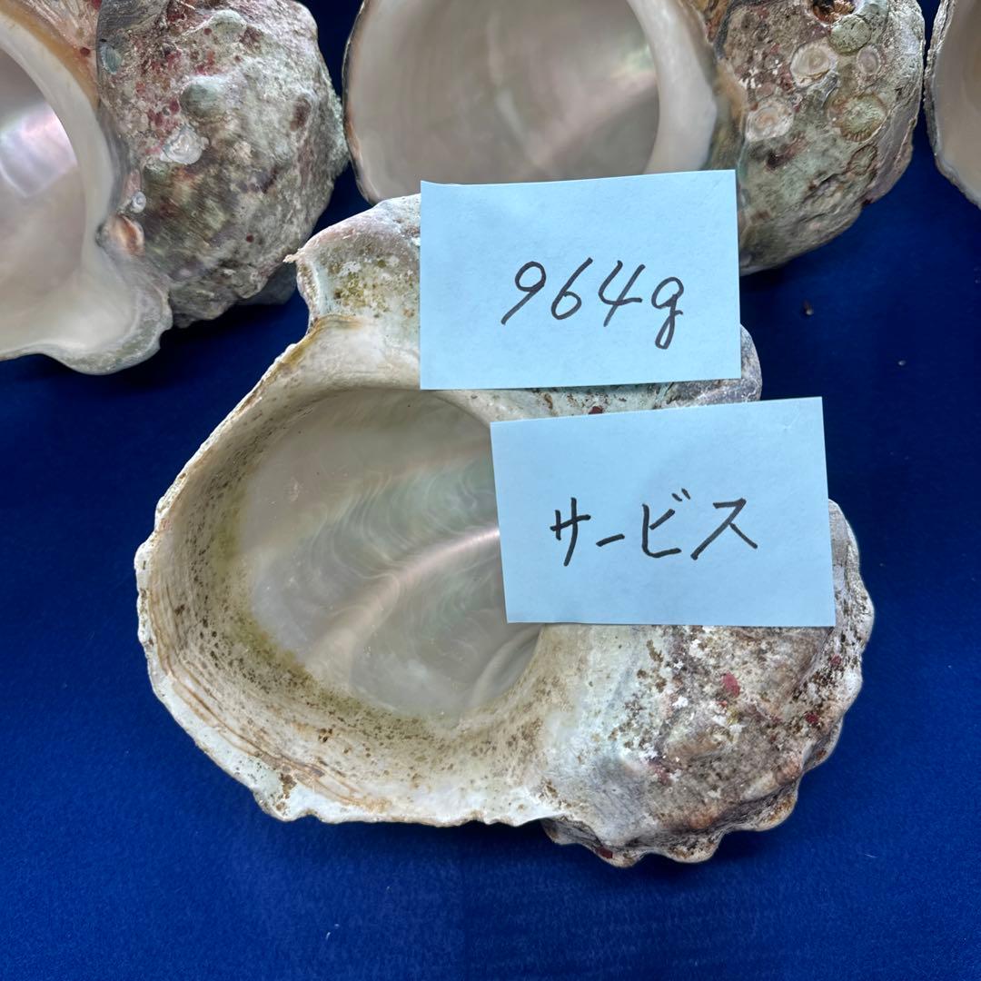 訳あり夜光貝　ヤコウ貝　まとめ売り　16個　　　16kg アクセサリー　ルアー