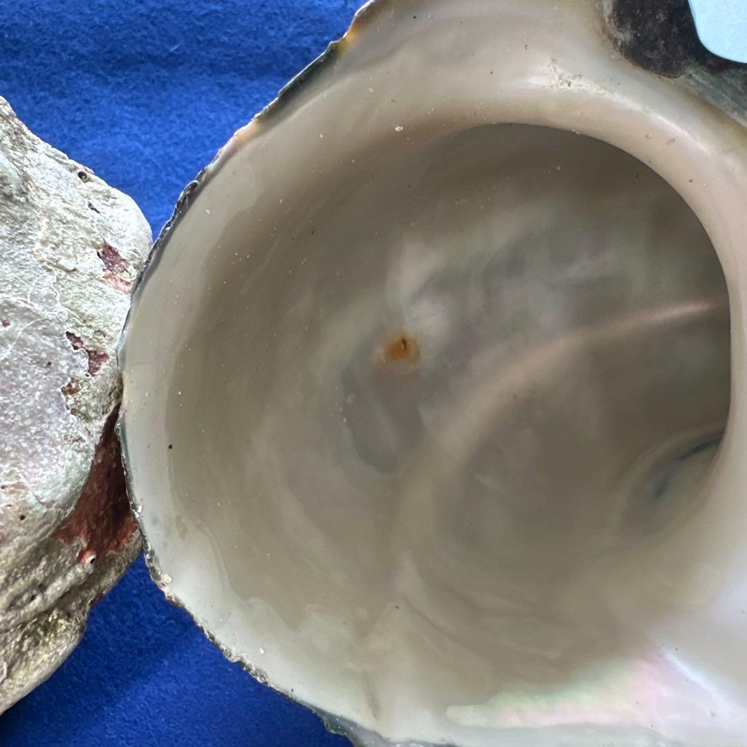 訳あり夜光貝　ヤコウ貝　まとめ売り　16個　　　16kg アクセサリー　ルアー