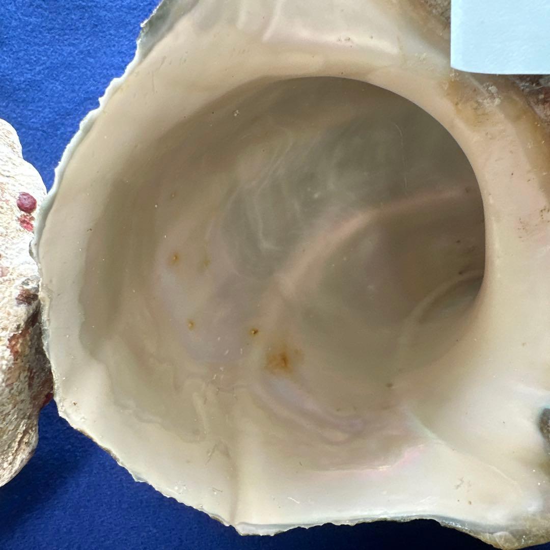 訳あり夜光貝　ヤコウ貝　まとめ売り　16個　　　16kg アクセサリー　ルアー