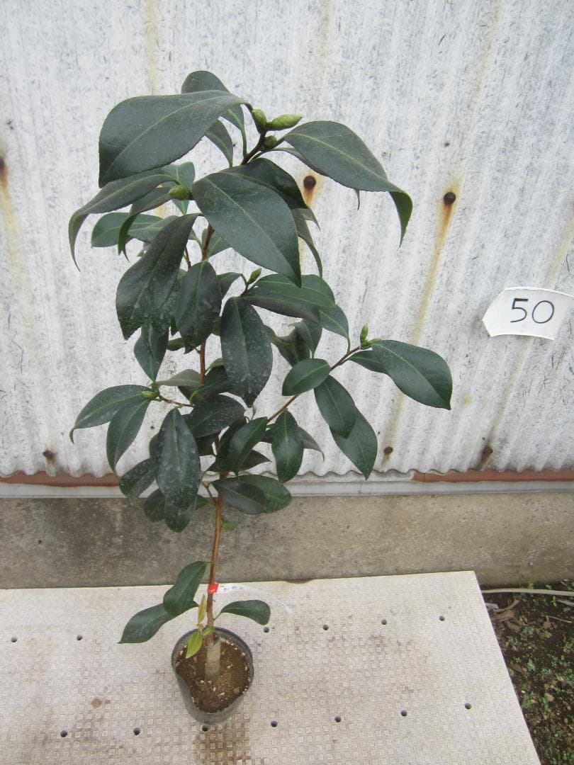 紅菊月 べにきくづき 椿 紅菊月 べにきくづき 椿