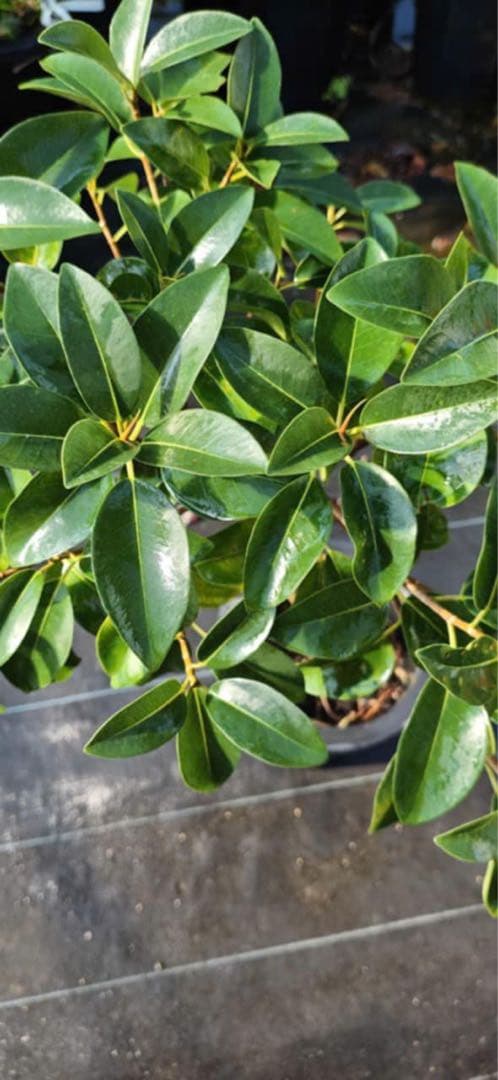 シェフレラ・カポック 約60cm 黒ポット