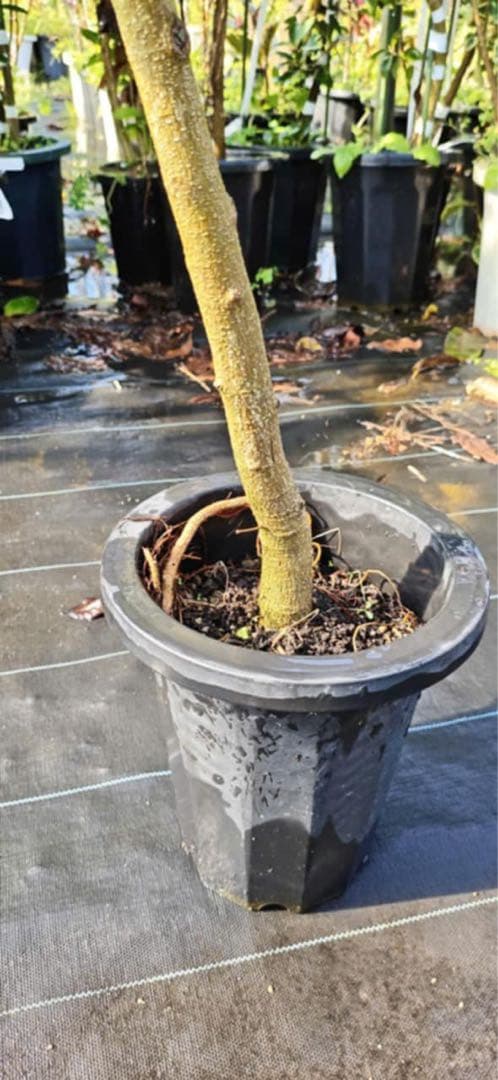 シェフレラ・カポック 約60cm 黒ポット