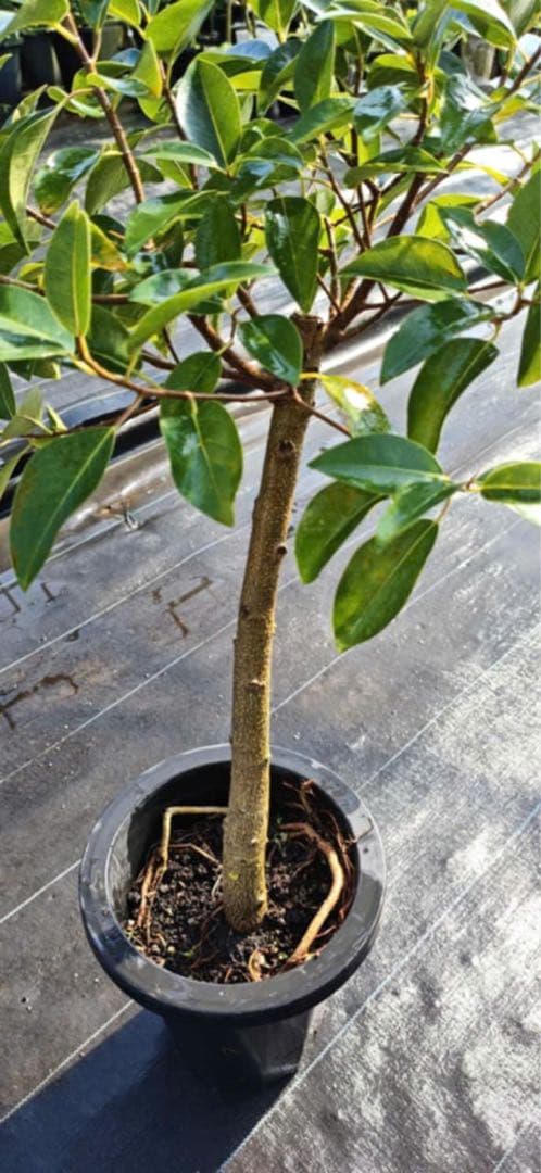 シェフレラ・カポック 約60cm 黒ポット