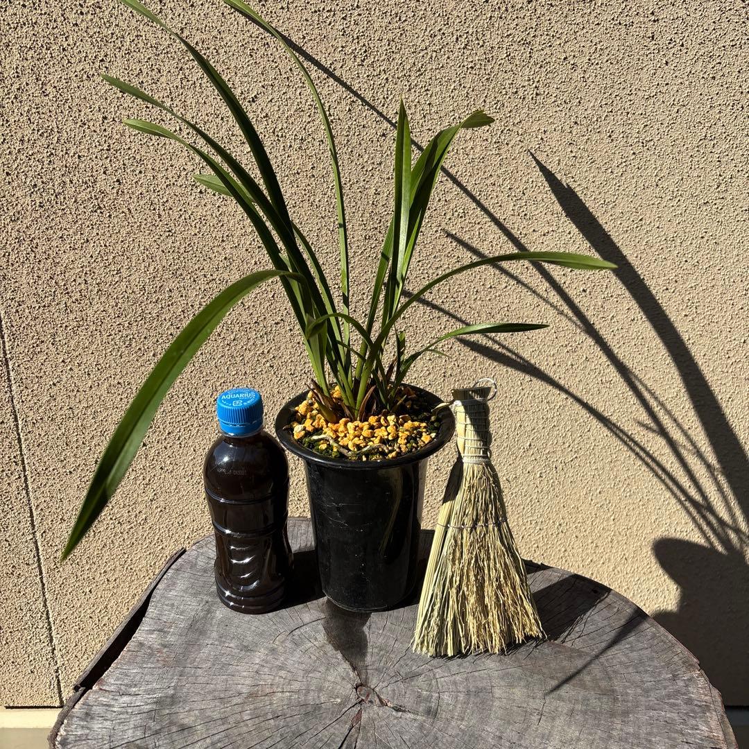 キンリョウヘン（花芽1個）セット - メルカリ