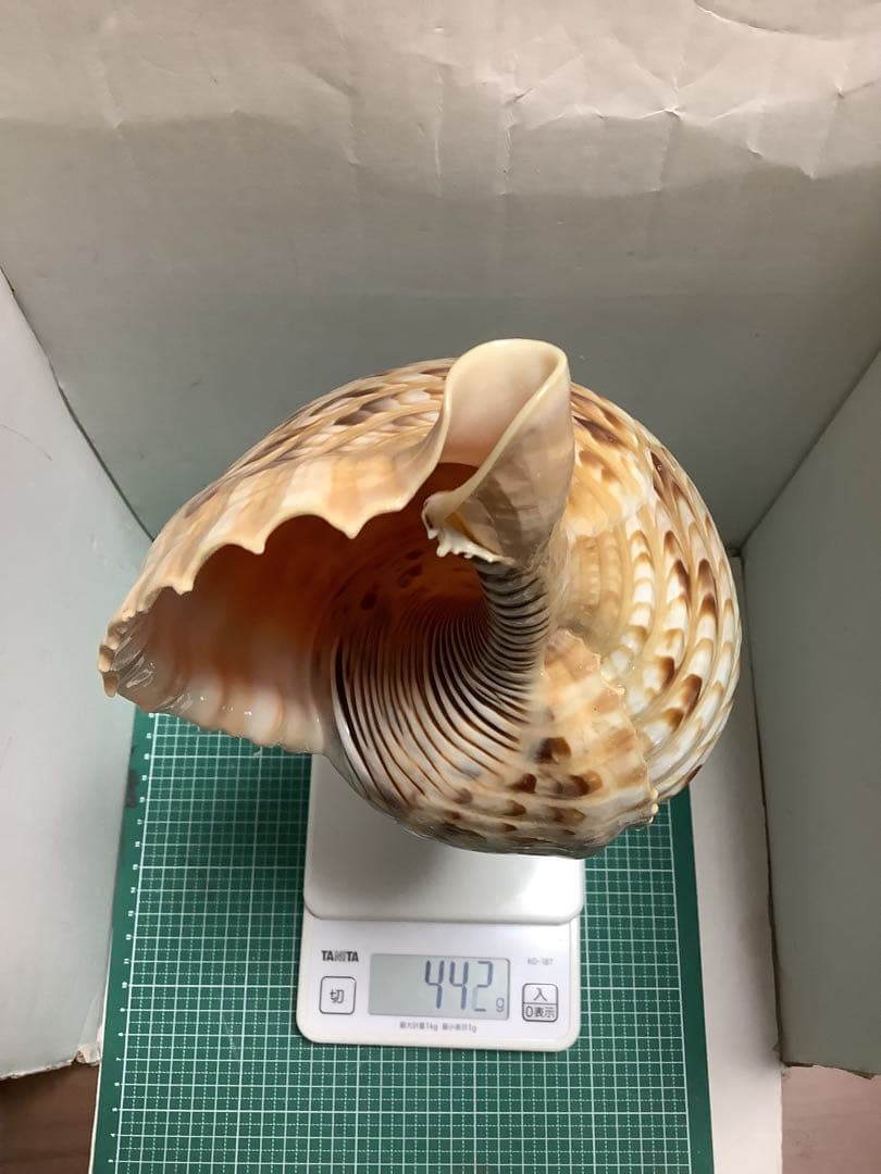 ヤフメリ57・法螺貝・山伏・修験者・金峯山・羽黒山・戦国武将・縁起物