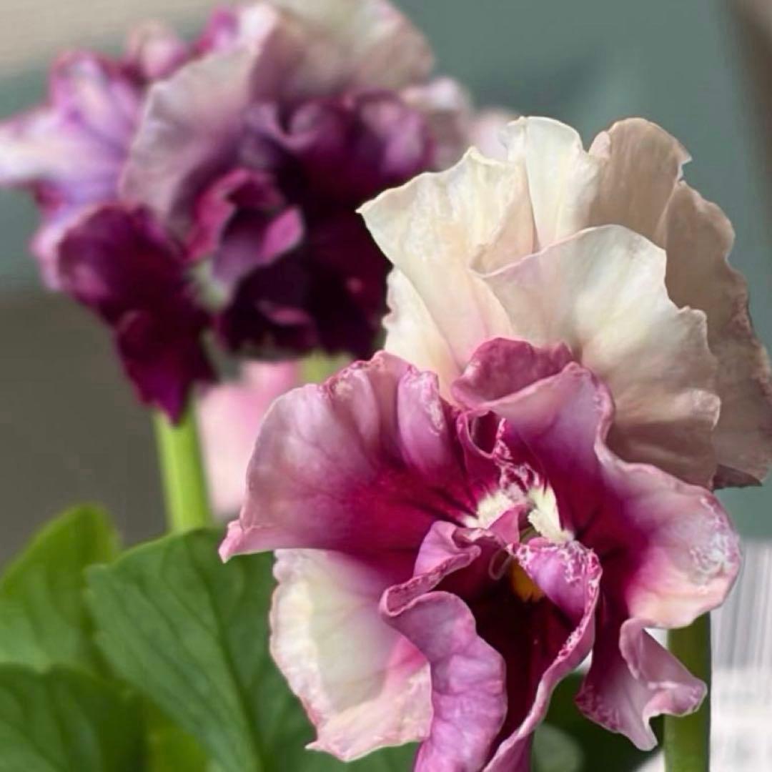 ✿Dom❤Mia✿プロフ必読✿様　リクエスト　おまとめ10点