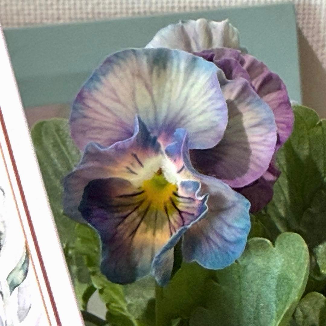 ✿Dom❤Mia✿プロフ必読✿様　リクエスト　おまとめ10点