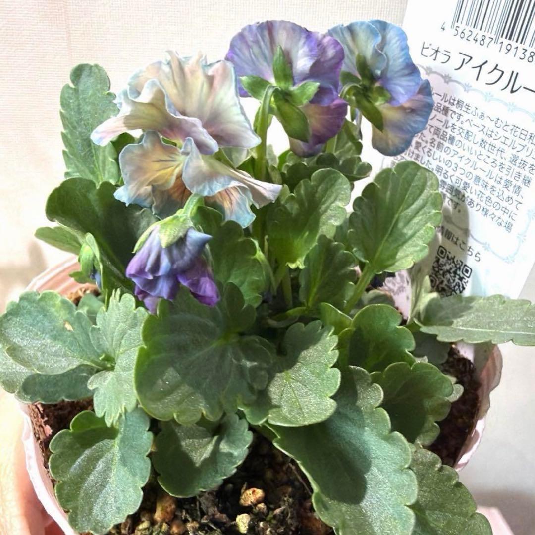 ✿Dom❤Mia✿プロフ必読✿様　リクエスト　おまとめ10点