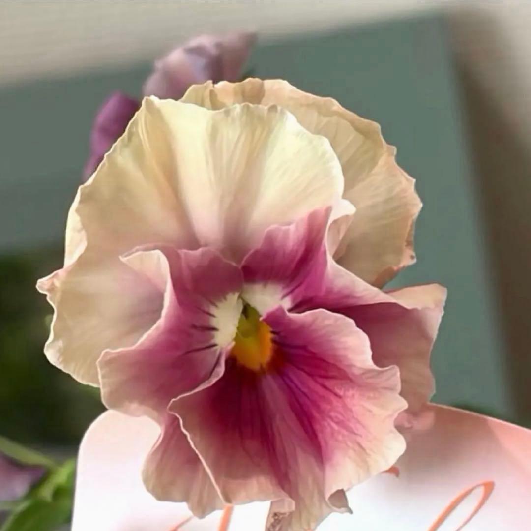 ✿Dom❤Mia✿プロフ必読✿様　リクエスト　おまとめ10点