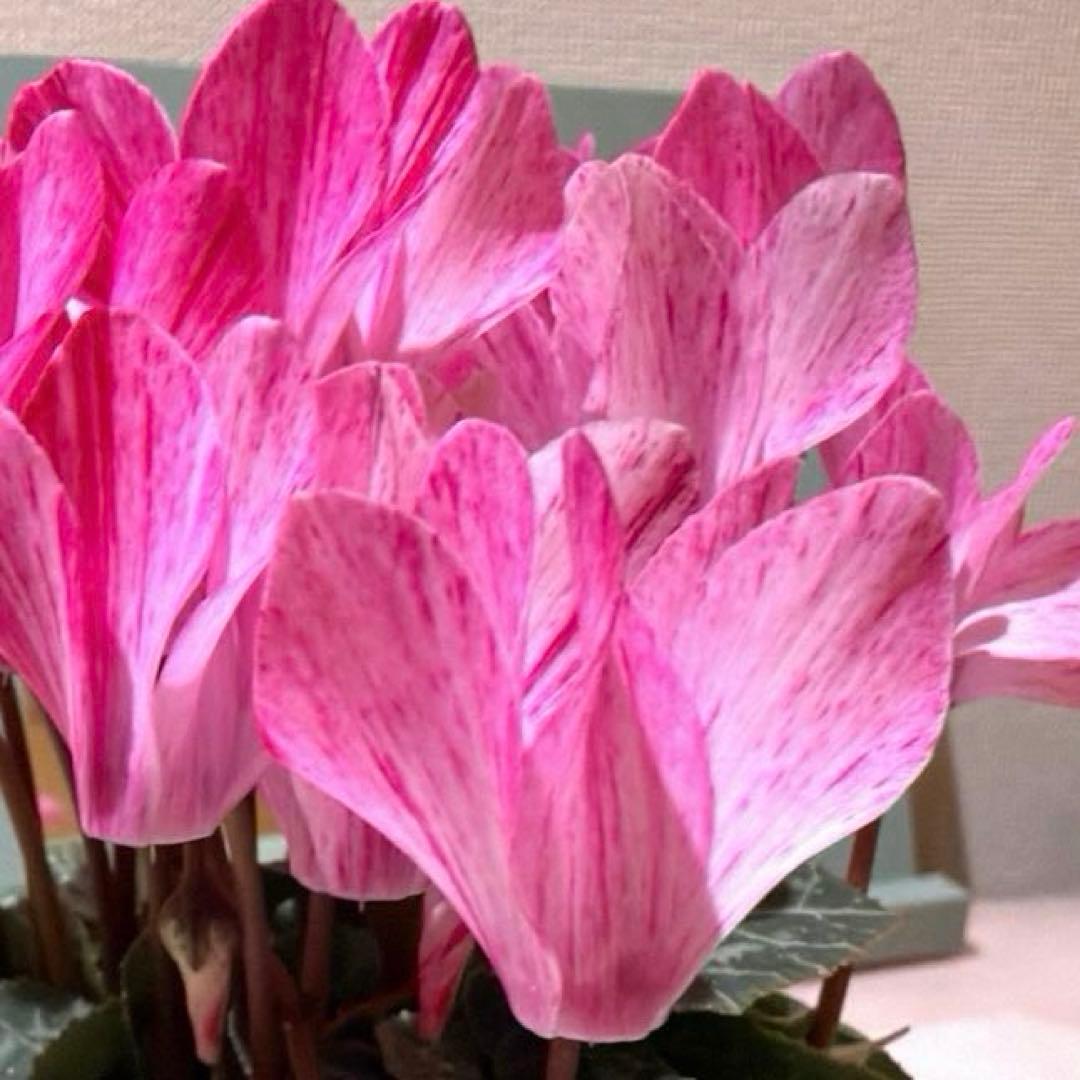 ✿Dom❤Mia✿プロフ必読✿様　リクエスト　おまとめ10点