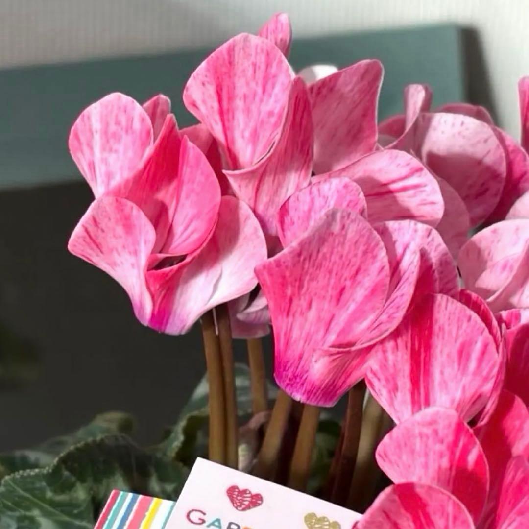 ✿Dom❤Mia✿プロフ必読✿様　リクエスト　おまとめ10点