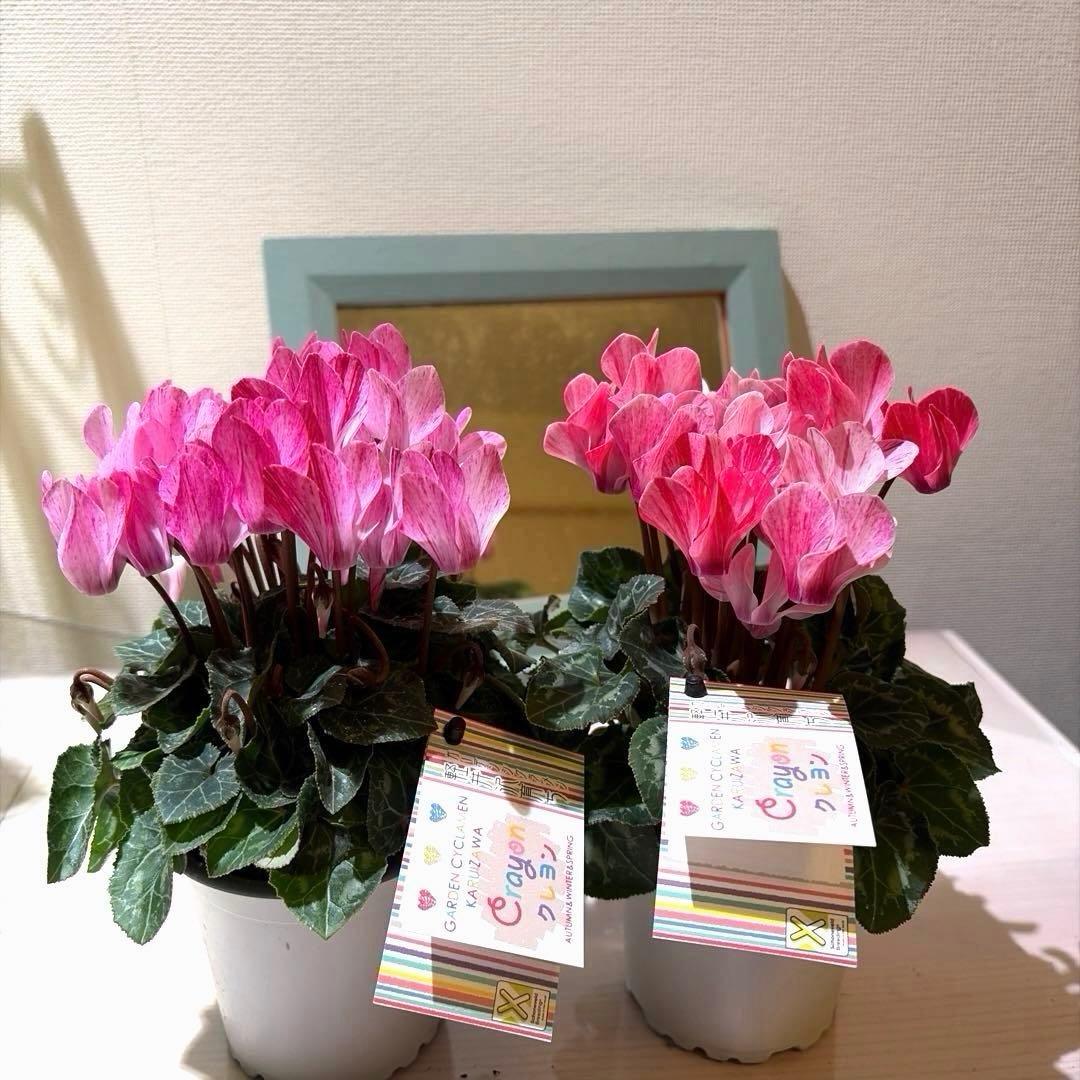 ✿Dom❤Mia✿プロフ必読✿様　リクエスト　おまとめ10点