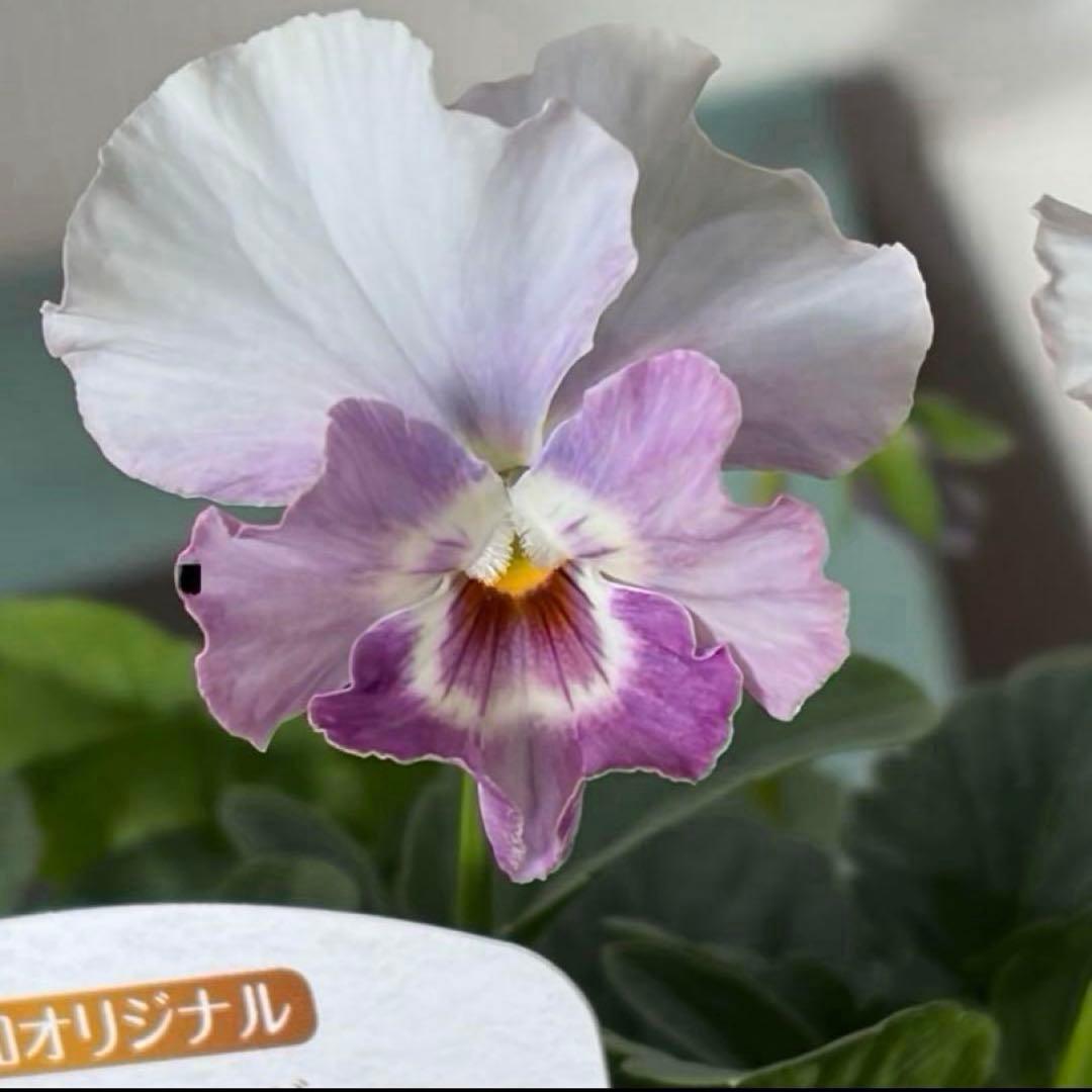 ✿Dom❤Mia✿プロフ必読✿様　リクエスト　おまとめ10点