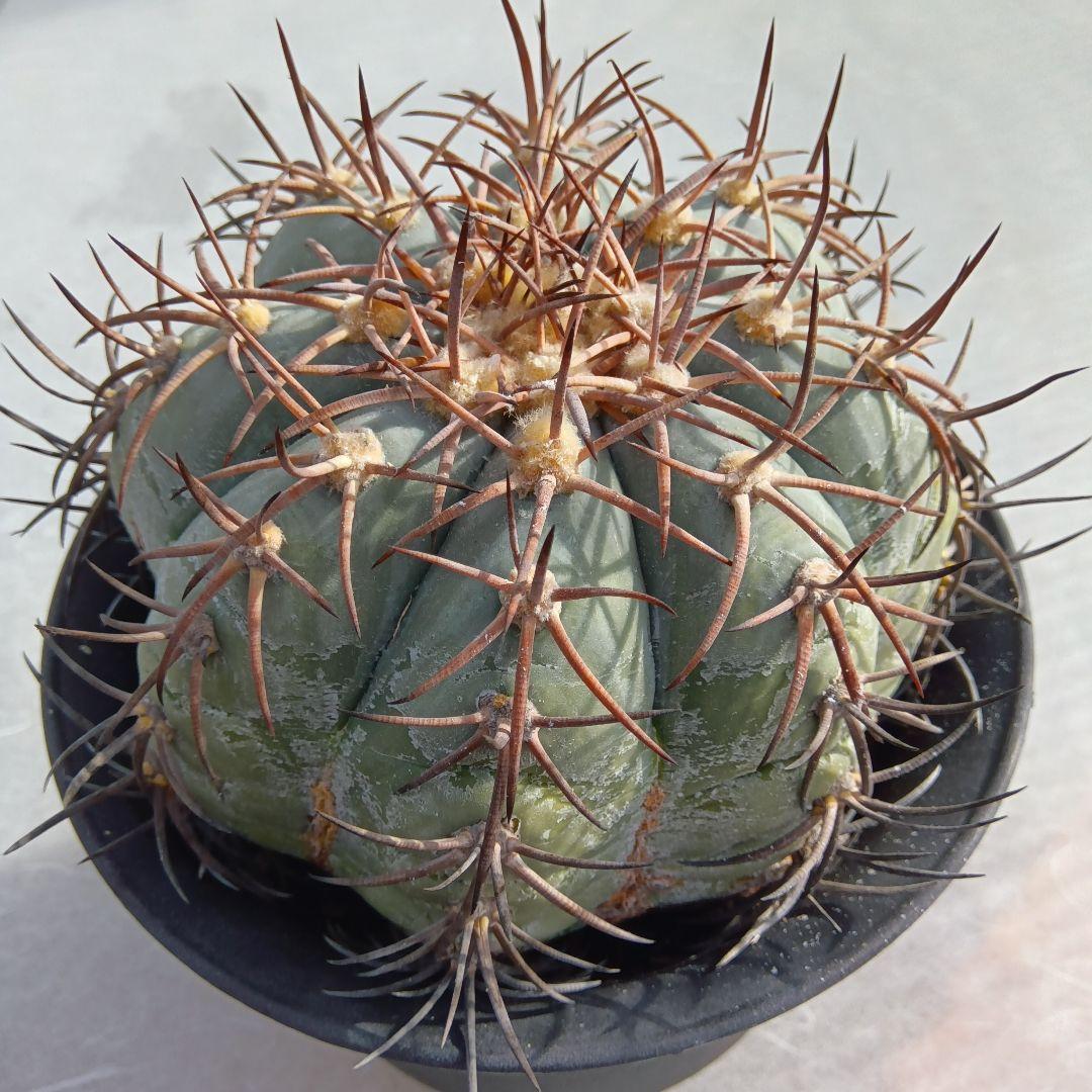 【特大実生】花王丸エキノカクタス国内繁殖サボテン（太平丸雷帝翠平コピアポア塊根）