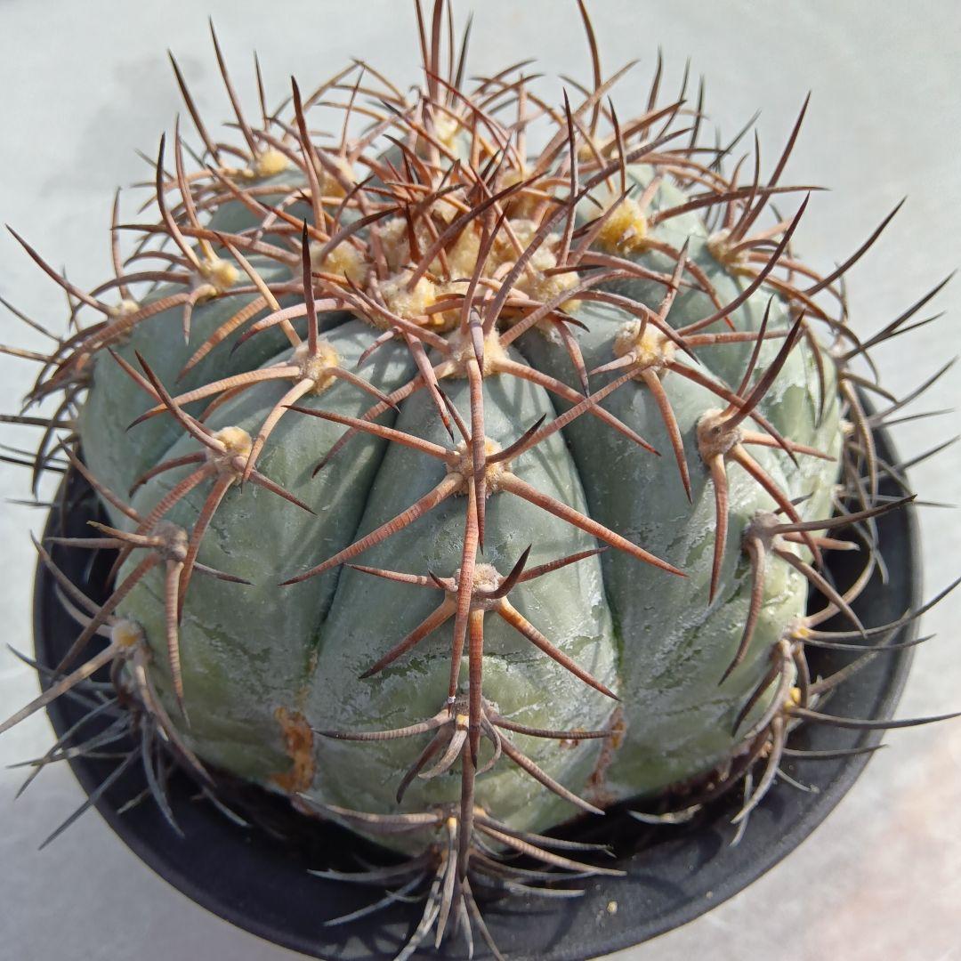 【特大実生】花王丸エキノカクタス国内繁殖サボテン（太平丸雷帝翠平コピアポア塊根）