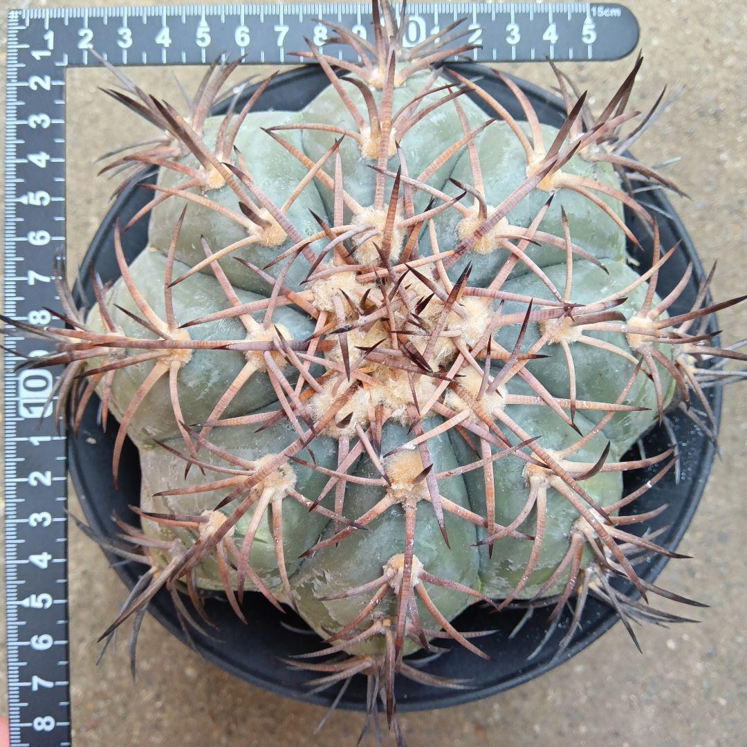 【特大実生】花王丸エキノカクタス国内繁殖サボテン（太平丸雷帝翠平コピアポア塊根）