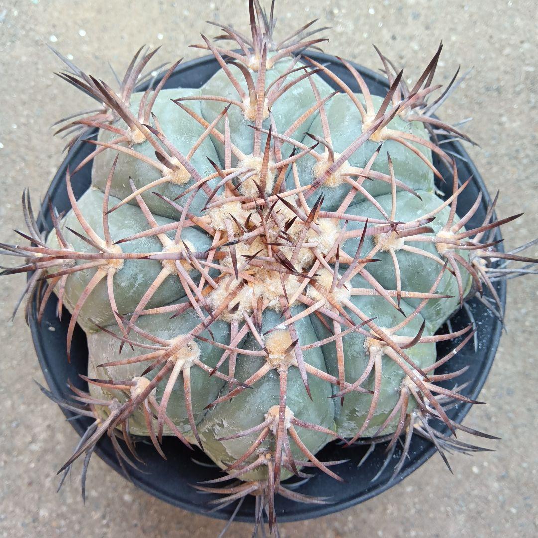 【特大実生】花王丸エキノカクタス国内繁殖サボテン（太平丸雷帝翠平コピアポア塊根）