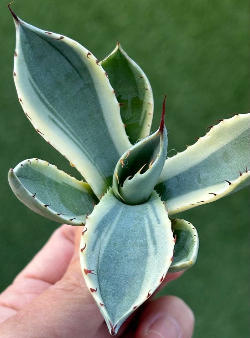 激レア最高級株！発根済み！オリザバ③極上株！アガベ　根付き