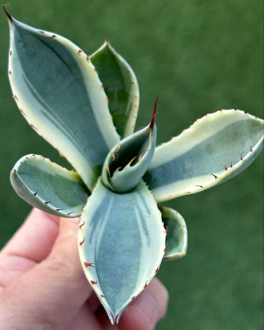 激レア最高級株！発根済み！オリザバ③極上株！アガベ　根付き