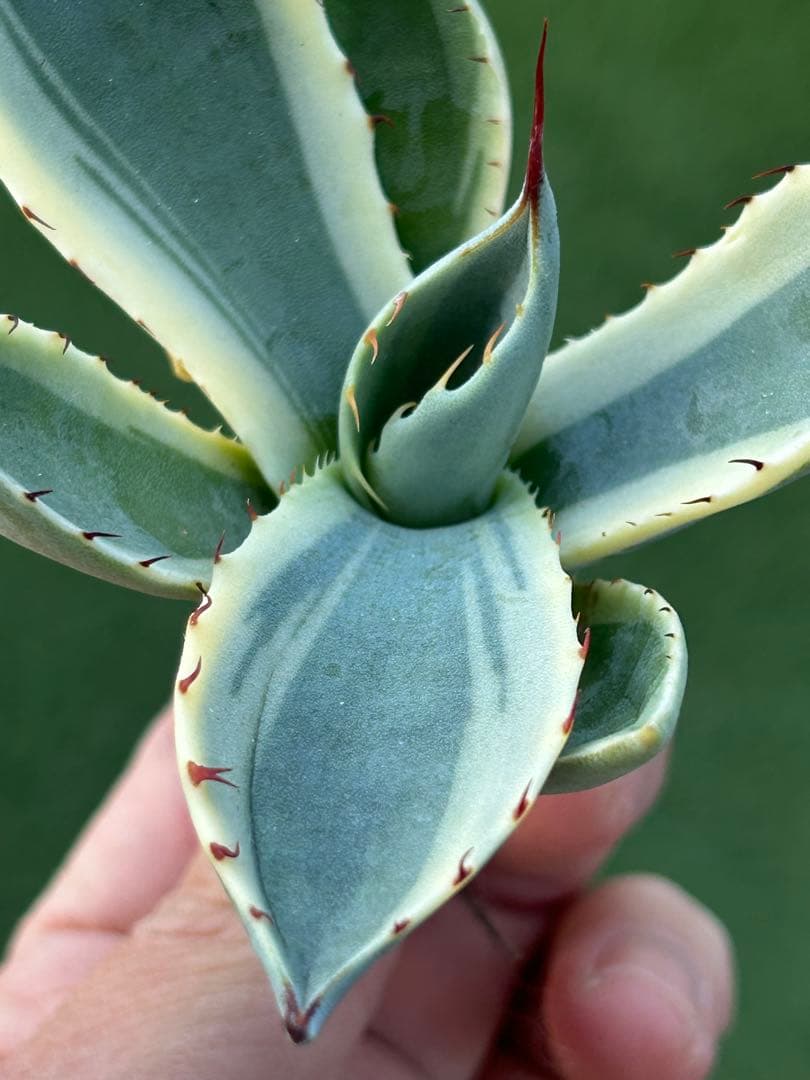 激レア最高級株！発根済み！オリザバ③極上株！アガベ　根付き