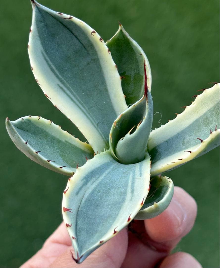 激レア最高級株！発根済み！オリザバ③極上株！アガベ　根付き