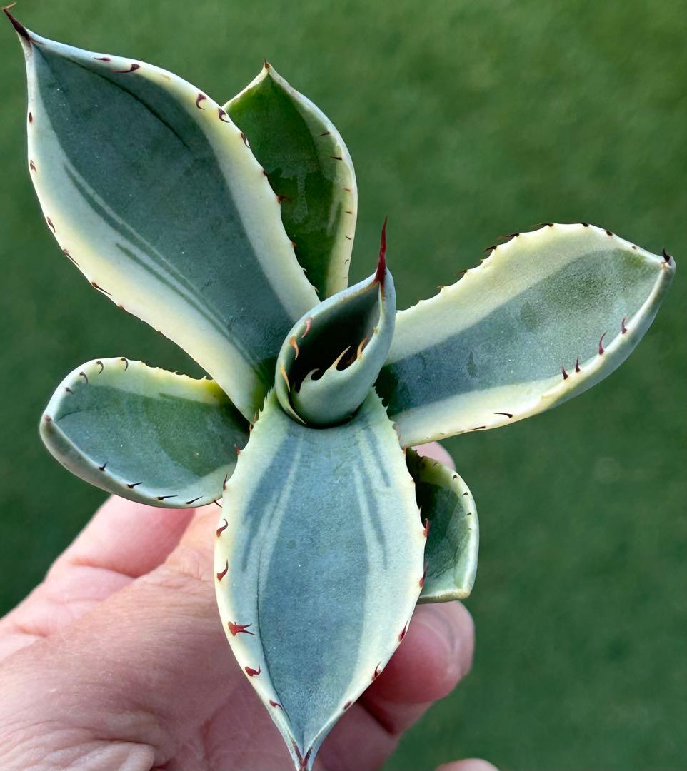 激レア最高級株！発根済み！オリザバ③極上株！アガベ　根付き