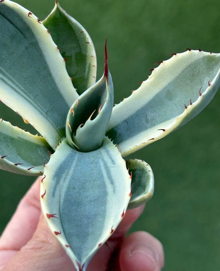 激レア最高級株！発根済み！オリザバ③極上株！アガベ　根付き