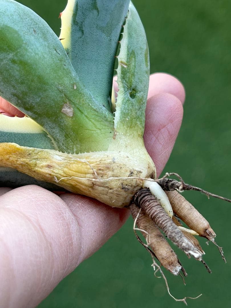 激レア最高級株！発根済み！オリザバ③極上株！アガベ　根付き