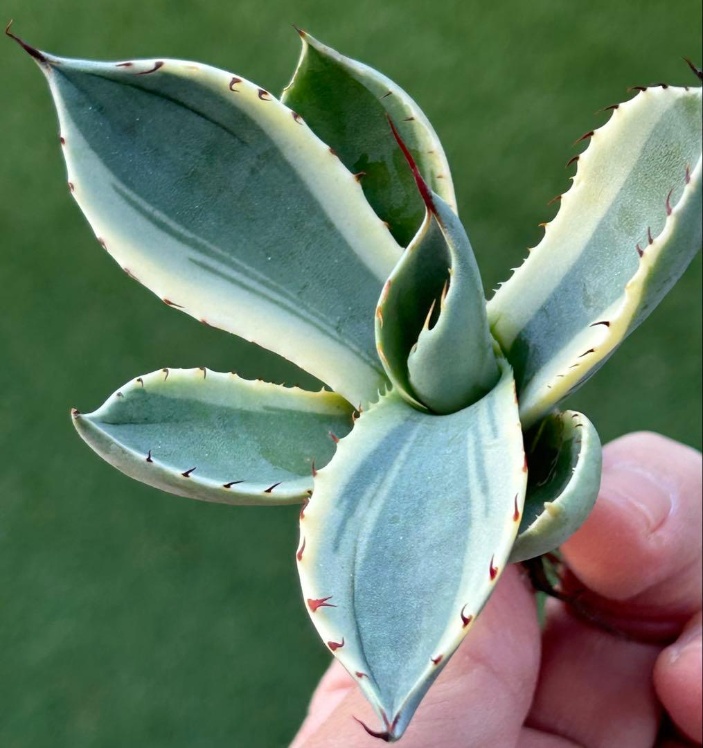 激レア最高級株！発根済み！オリザバ③極上株！アガベ　根付き