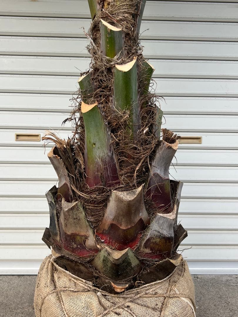 ココスヤシ 極太株 ドライガーデン カルフォルニアスタイル 送料込み